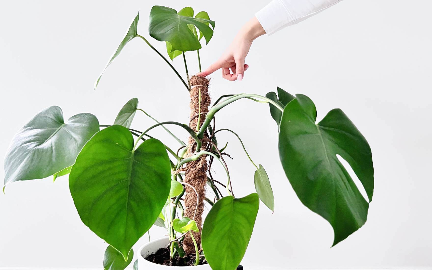 Monstera z palikiem kokosowym